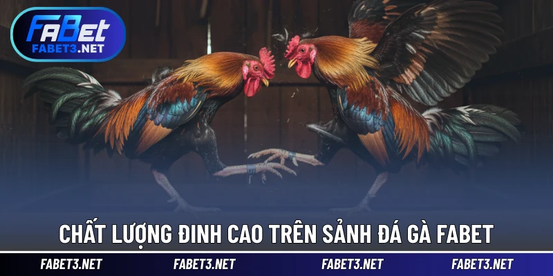 Chất lượng đinh cao trên sảnh Đá Gà FABET